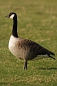 Canada goose